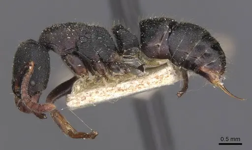 Ectomomyrmex aequalis specimen CASENT0915247 image casent0915247_3