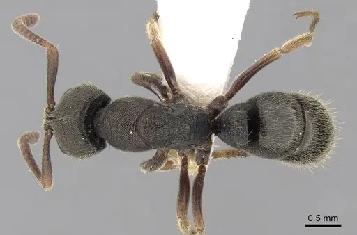 Ectomomyrmex annamitus specimen CASENT0281894 image casent0281894_1