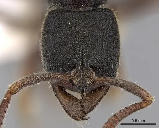Ectomomyrmex annamitus specimen CASENT0281894 image casent0281894_2