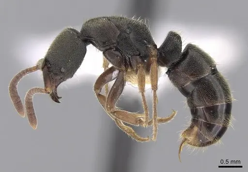 Ectomomyrmex annamitus specimen CASENT0281894 image casent0281894_3