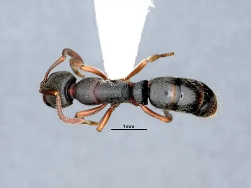 Ectomomyrmex annamitus specimen CASENT0863371 image casent0863371_1