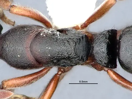 Ectomomyrmex annamitus specimen CASENT0863371 image casent0863371_2
