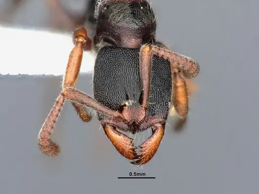 Ectomomyrmex annamitus specimen CASENT0863371 image casent0863371_3