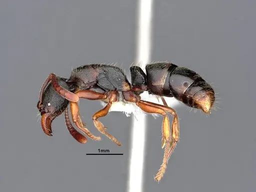 Ectomomyrmex annamitus specimen CASENT0863371 image casent0863371_4