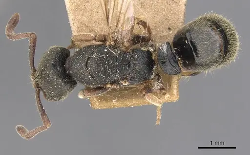 Ectomomyrmex annamitus specimen CASENT0907268 image casent0907268_1