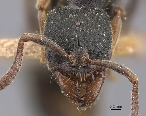 Ectomomyrmex annamitus specimen CASENT0907268 image casent0907268_2