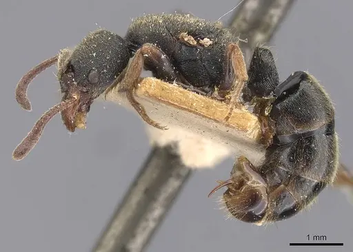 Ectomomyrmex annamitus specimen CASENT0907268 image casent0907268_3
