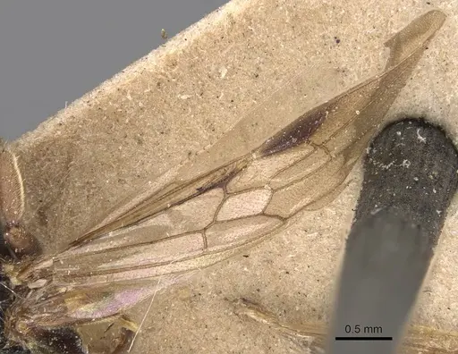Ectomomyrmex annamitus specimen CASENT0907268 image casent0907268_4