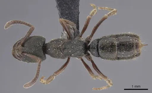 Ectomomyrmex annamitus specimen CASENT0915468 image casent0915468_1
