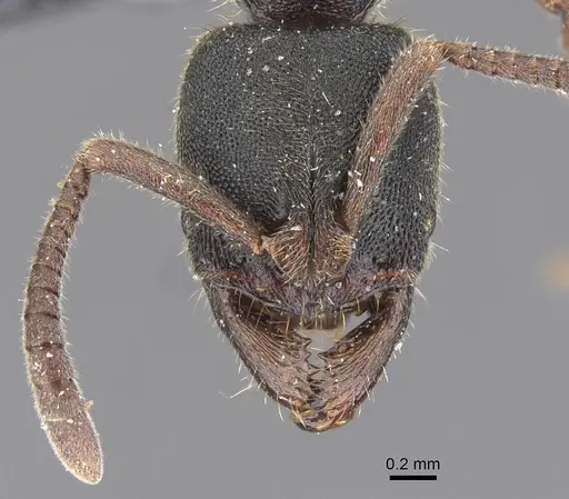 Ectomomyrmex annamitus specimen CASENT0915468 image casent0915468_2