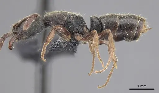 Ectomomyrmex annamitus specimen CASENT0915468 image casent0915468_3