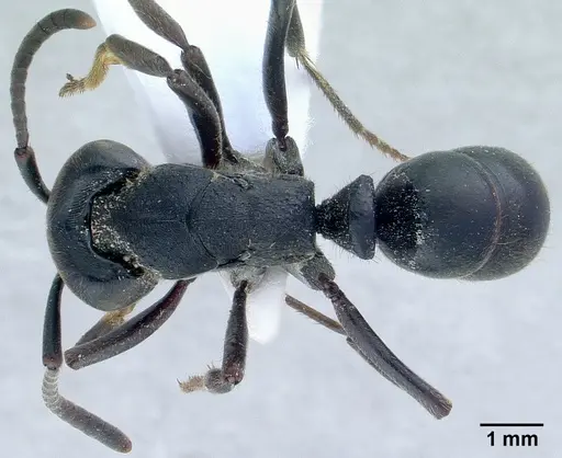 Ectomomyrmex astutus specimen CASENT0179011 image casent0179011_1
