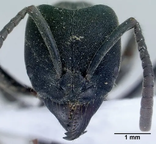 Ectomomyrmex astutus specimen CASENT0179011 image casent0179011_2