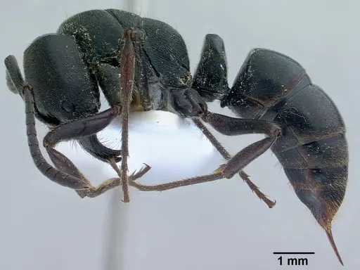 Ectomomyrmex astutus specimen CASENT0179011 image casent0179011_3