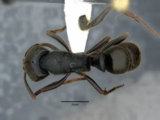 Ectomomyrmex astutus specimen CASENT0882082 image casent0882082_1
