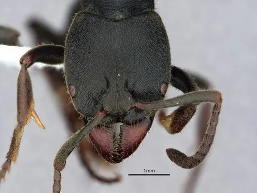 Ectomomyrmex astutus specimen CASENT0882082 image casent0882082_2