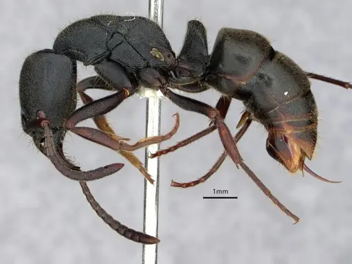 Ectomomyrmex astutus specimen CASENT0882082 image casent0882082_3
