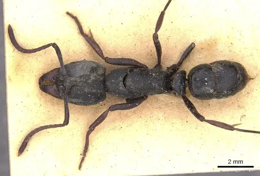 Ectomomyrmex astutus specimen CASENT0902492 image casent0902492_1