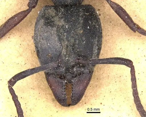 Ectomomyrmex astutus specimen CASENT0902492 image casent0902492_2