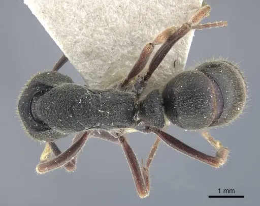 Ectomomyrmex astutus specimen CASENT0916823 image casent0916823_1