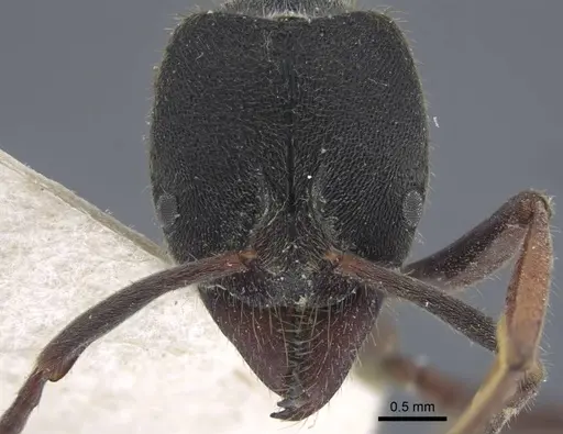 Ectomomyrmex astutus specimen CASENT0916823 image casent0916823_2
