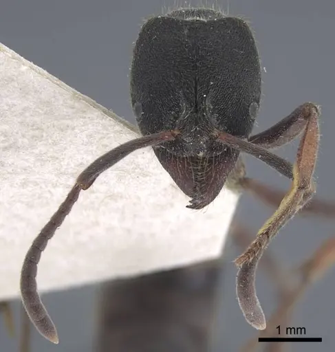 Ectomomyrmex astutus specimen CASENT0916823 image casent0916823_3