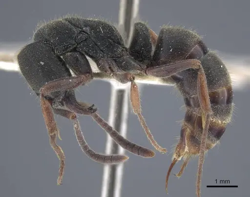 Ectomomyrmex astutus specimen CASENT0916823 image casent0916823_4