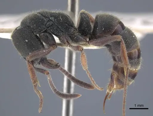 Ectomomyrmex astutus specimen CASENT0916823 image casent0916823_5