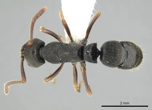 Ectomomyrmex exaratus specimen CASENT0249173 image casent0249173_1