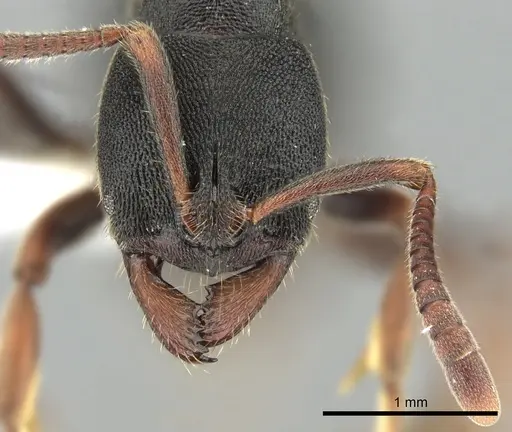 Ectomomyrmex exaratus specimen CASENT0249173 image casent0249173_2