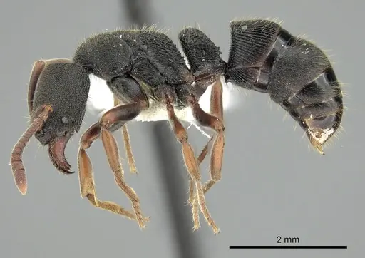 Ectomomyrmex exaratus specimen CASENT0249173 image casent0249173_3