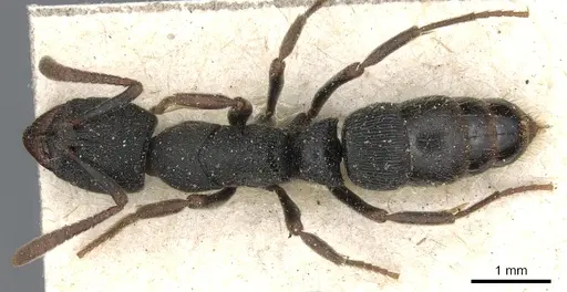 Ectomomyrmex exaratus specimen CASENT0903900 image casent0903900_1