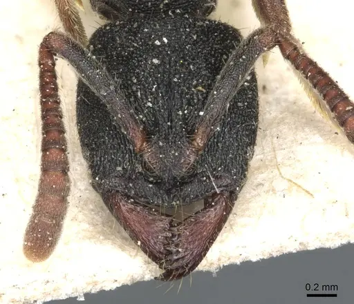 Ectomomyrmex exaratus specimen CASENT0903900 image casent0903900_2