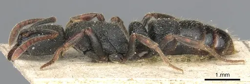Ectomomyrmex exaratus specimen CASENT0903900 image casent0903900_3