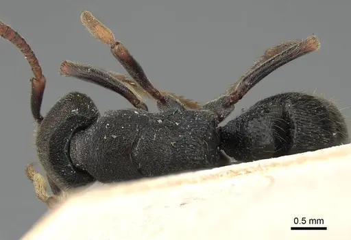 Ectomomyrmex exaratus specimen CASENT0922433 image casent0922433_1