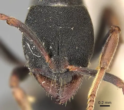 Ectomomyrmex exaratus specimen CASENT0922433 image casent0922433_2