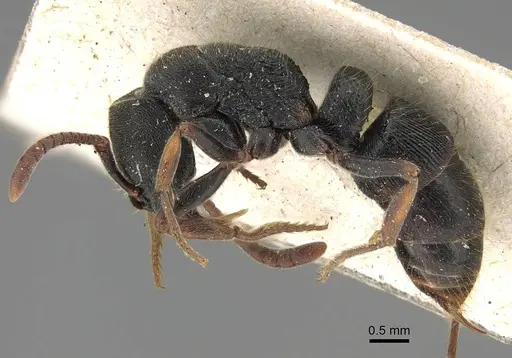 Ectomomyrmex exaratus specimen CASENT0922433 image casent0922433_3