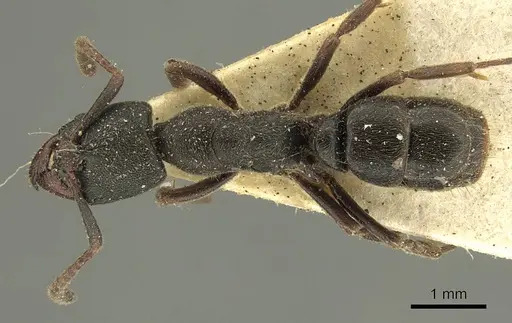 Ectomomyrmex insulanus specimen CASENT0915665 image casent0915665_1