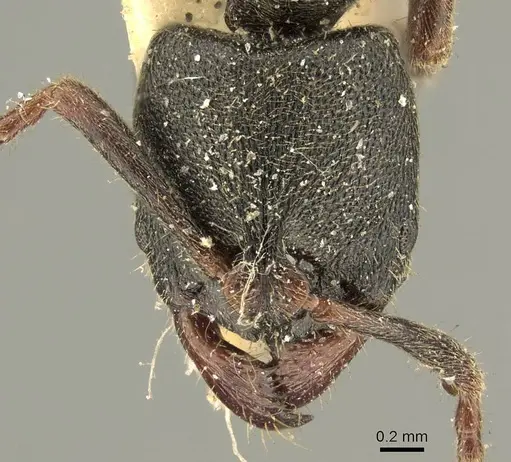 Ectomomyrmex insulanus specimen CASENT0915665 image casent0915665_2
