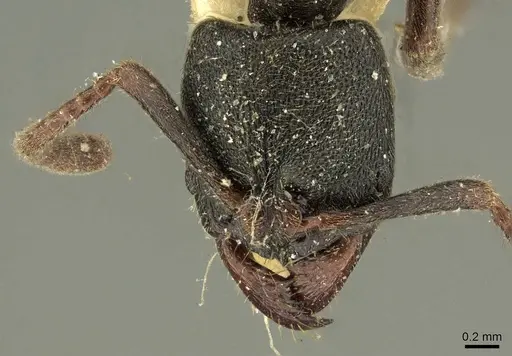 Ectomomyrmex insulanus specimen CASENT0915665 image casent0915665_3