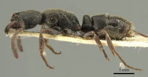 Ectomomyrmex insulanus specimen CASENT0915665 image casent0915665_4