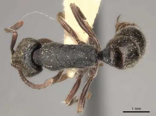 Ectomomyrmex javanus specimen CASENT0217561 image casent0217561_1