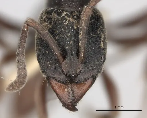 Ectomomyrmex javanus specimen CASENT0217561 image casent0217561_2