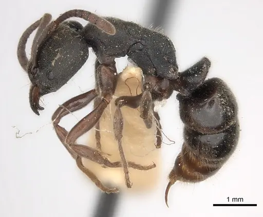 Ectomomyrmex javanus specimen CASENT0217561 image casent0217561_3