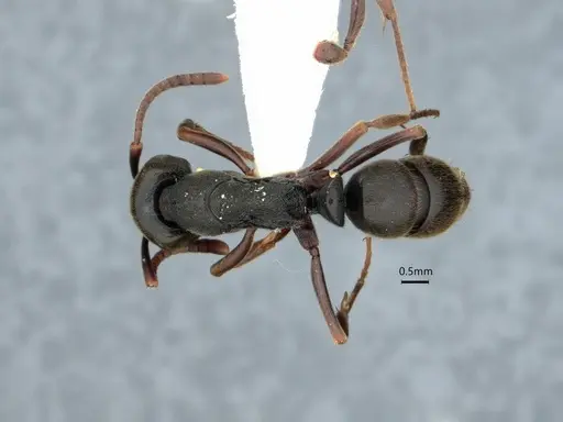 Ectomomyrmex javanus specimen CASENT0882083 image casent0882083_1