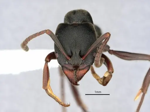 Ectomomyrmex javanus specimen CASENT0882083 image casent0882083_2