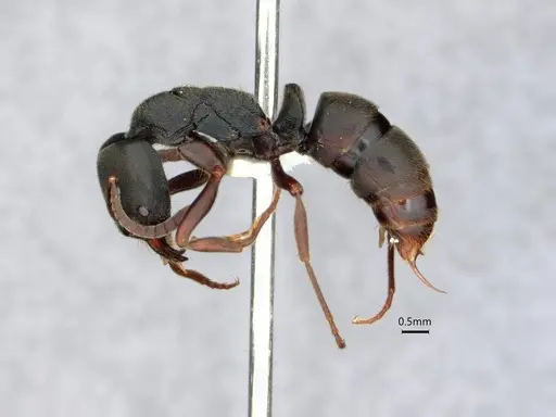 Ectomomyrmex javanus specimen CASENT0882083 image casent0882083_3