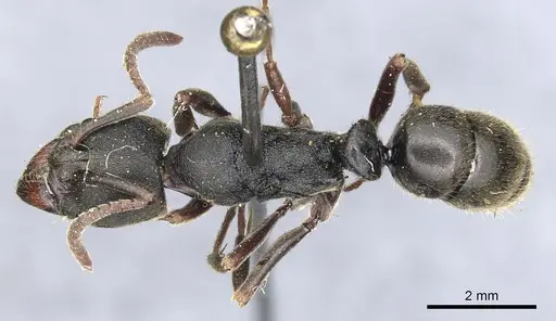 Ectomomyrmex javanus specimen CASENT0903898 image casent0903898_1