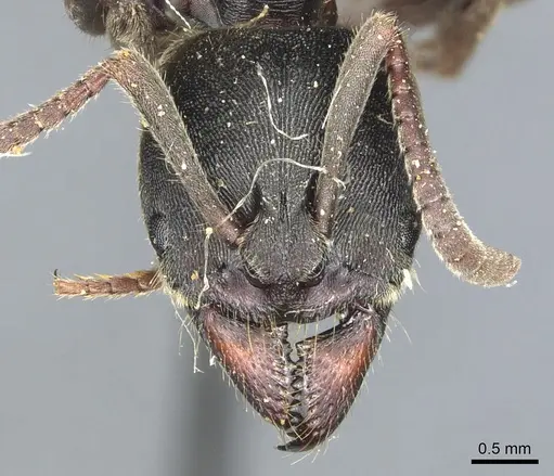 Ectomomyrmex javanus specimen CASENT0903898 image casent0903898_2