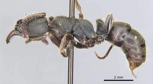 Ectomomyrmex javanus specimen CASENT0903898 image casent0903898_3